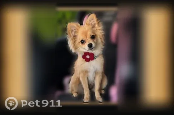 Lost dog, El Monte, California - female, black collar - photo