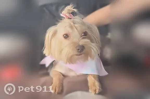 Lost dog, County Road 370, 1354, Splendora — female - photo
