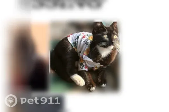 Lost cat, Jordan Avenue, 7024, Los Angeles - black with white rear paws - photo