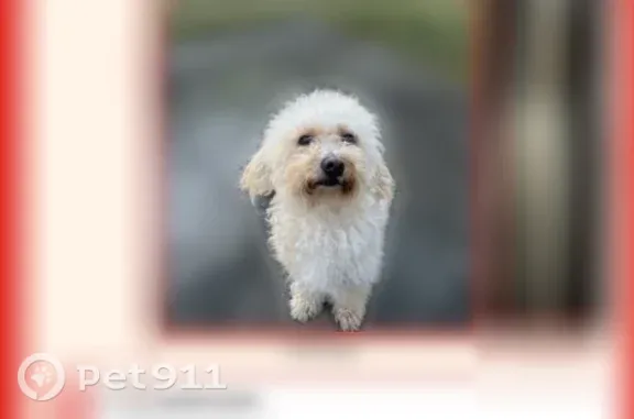 White poodle