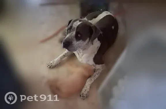 Lost dog, North Broussard Street, 277, Erath — male Mastiff Catahoula mix - photo