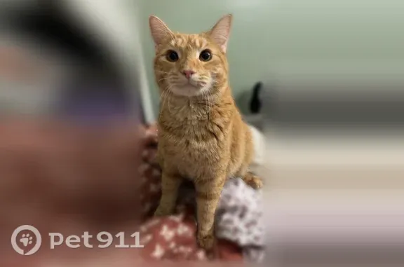 Lost cat, Plumber Street, 181, Somerset — orange and white male fixed cat - photo
