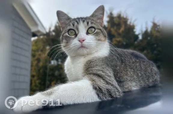 Lost cat, South Lakeshore Drive, 12712, Olathe - calico, spayed - photo