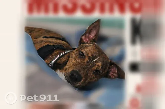 Missing dog St. Robert, photo: Lost dog, Bradford Drive, 304, Richland, St. Robert - male mixed-breed, brindle fur