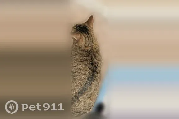 Missing cat Oakland, photo: Lost cat, Cypress Grove Cove, 2, Oakland - female tabby with a scar on one ear