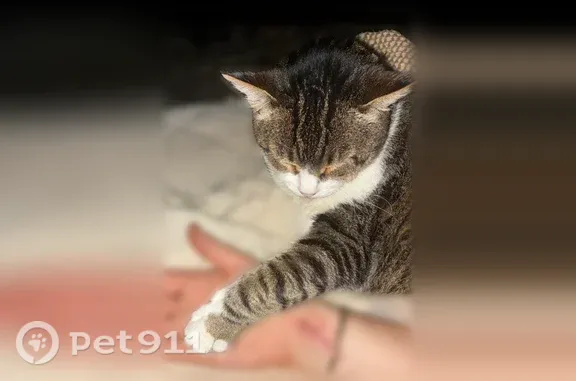 Lost cat, East El Camino Real, 870, Mountain View - female indoor/outdoor cat - photo