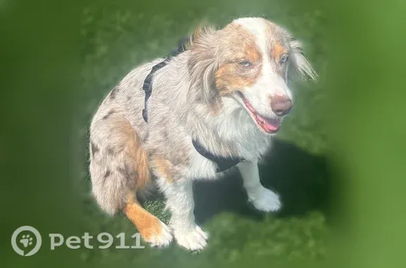 Lost dog, Winghaven Pointe Drive, 100, O'Fallon - skittish, half blue half brown left eye - photo