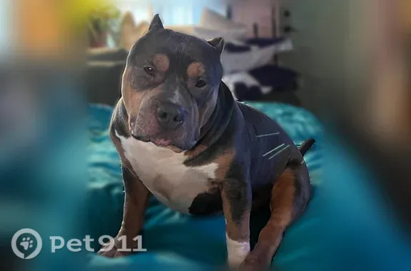 Lost dog, Woodrow Avenue, 529, Indianapolis - male, tri-color, cropped ears - photo