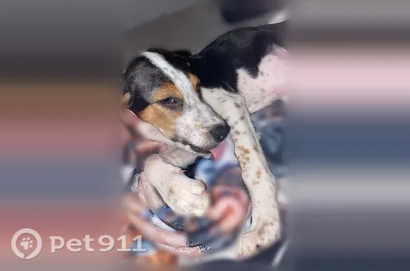 Lost dog, Mclain Drive, 213, Jacksonville - photo