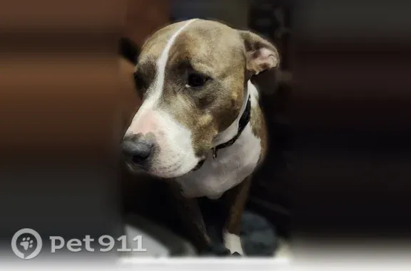 Lost dog, Woodland Drive, 47182, Arlington Township, Bangor — male, 85 lbs - photo