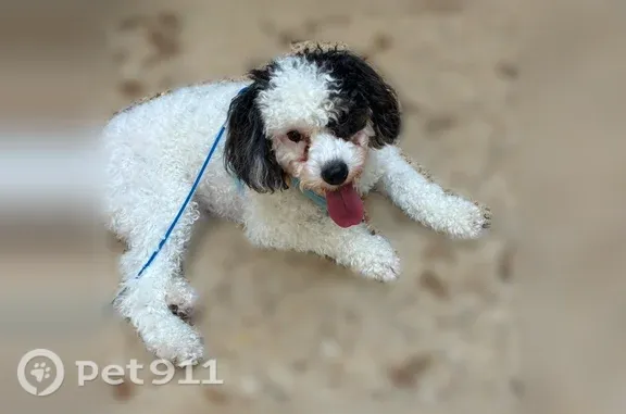 Lost dog, Highway 580, 32, Sumrall — female, black and white mini Bernedoodle - photo