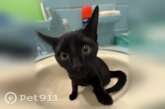 Lost cat, Callie Court, 5811, Wilson — male, black with a tiny white patch under the neck - photo