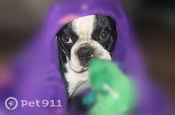 Lost dog, South Poplar Street, 816, Monterey — black and white Boston terrier - photo