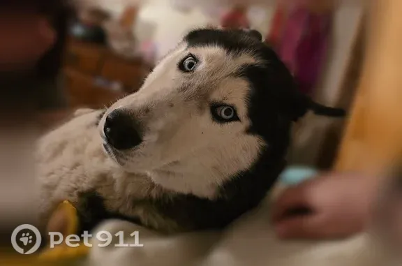 Lost dog, Galyean Stables Road, 12549, Centerton — male black and white husky - photo