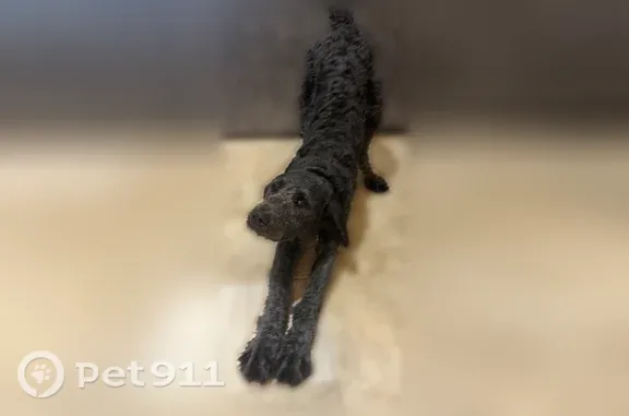 Lost dog, Sitts Road, 3167, Vevay Township, Mason - male, black doodle with two collars - photo