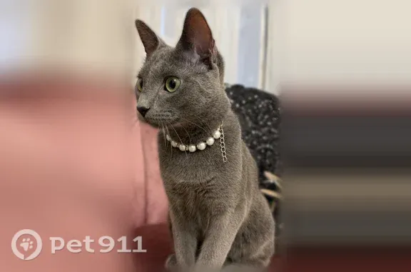 Lost cat, West 128th Place, Westminster - female gray domestic shorthair with a pink collar - photo