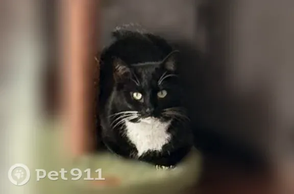 Lost cat, Glen Abbey Lane, 220, DeBary — female tuxedo with white chest and paws - photo