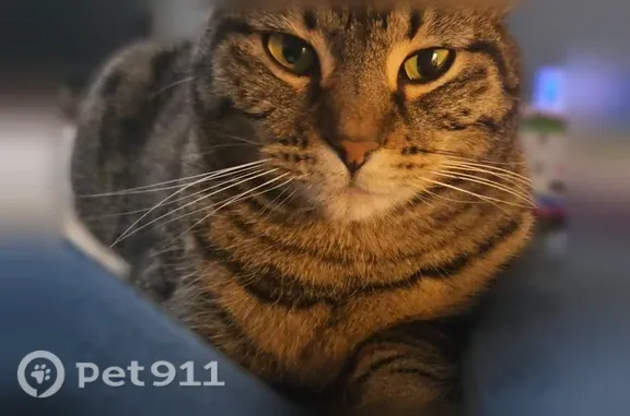 Lost cat, West Hawthorne Drive, Pacific — light brown with black markings, skittish around people - photo