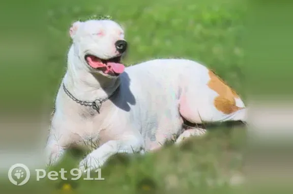 Lost dog, County Road 2108, 271, Clarksville - female, white with brown patches - photo