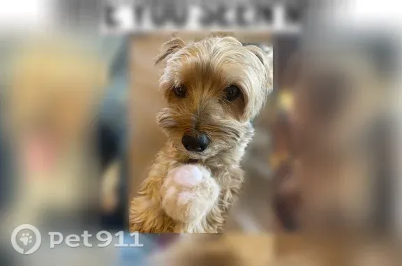 Lost dog, Aurora Drive, Edmond — 10 years old, gray when shaven - photo