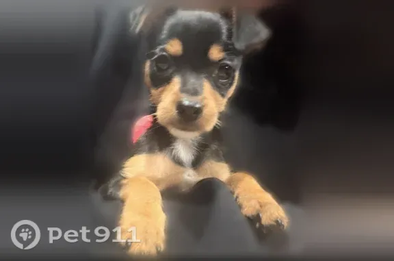 Lost dog, West 61st Place, 7417, Summit — small male puppy - photo