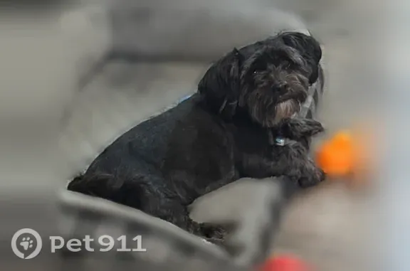 Lost dog, Boxford Street, 30, Lawrence — super friendly - photo