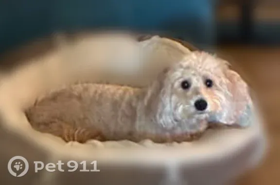 Lost dog, Front Street, 49, Beverly, Boston — male, skittish - photo