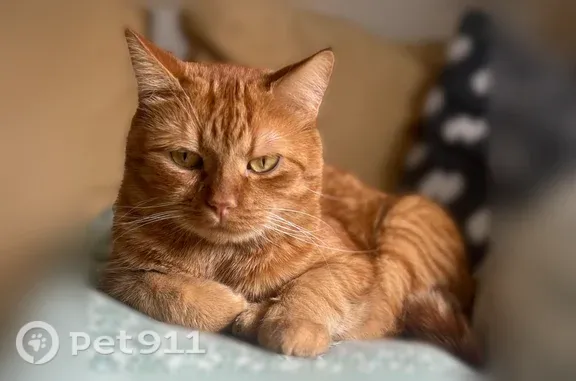 Lost cat, North Andover, Massachusetts, Lawrence — orange tabby, indoor cat - photo