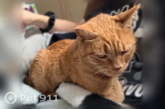 Lost cat, Alfred Avenue, 428, Glassboro — male orange tabby, almost 17 - photo