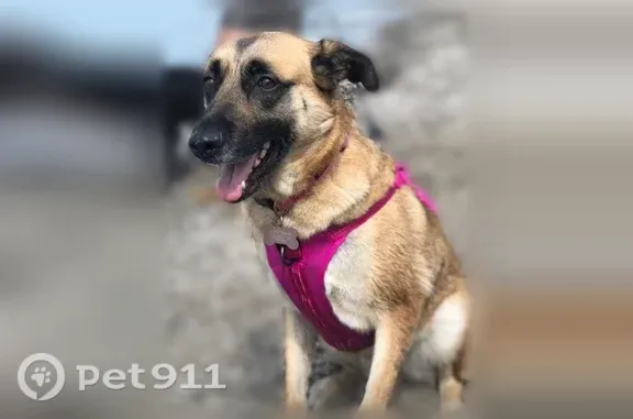 Lost dog, 2nd Street, 402, Beverly - female, tan with a black face - photo