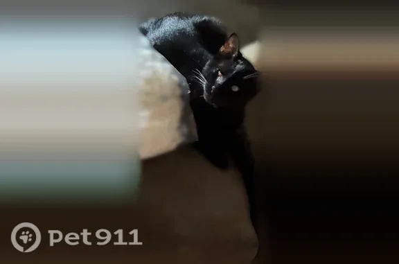 Lost cat, West Macarthur Road, 2101, Wichita, Oklahoma City - male, all black, blind - photo