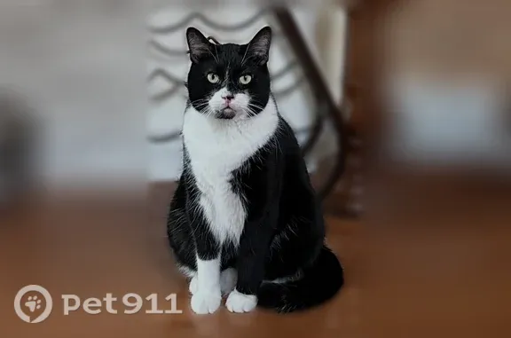 Tuxedo cat, has uneven white socks and a black goatee. He is an indoor cat who is quite scared of everything outside.