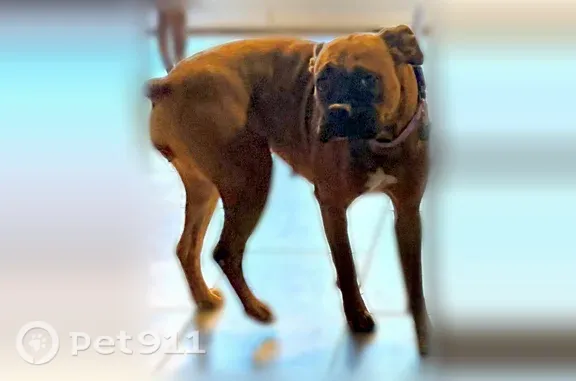 Missing dog Marion, photo: Lost dog, U.S. 70, 9499, Marion — female brown boxer in purple collar and red harness