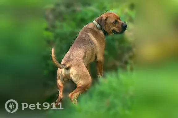 Lost dog, Clover Meadows Lane, 8, Corbin - photo