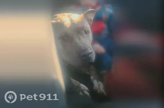 Missing dog Oklahoma City, photo: Lost dog, Southwest 45th Street, 2624, Oklahoma City — male blue fawn pitbull and cane corso mix
