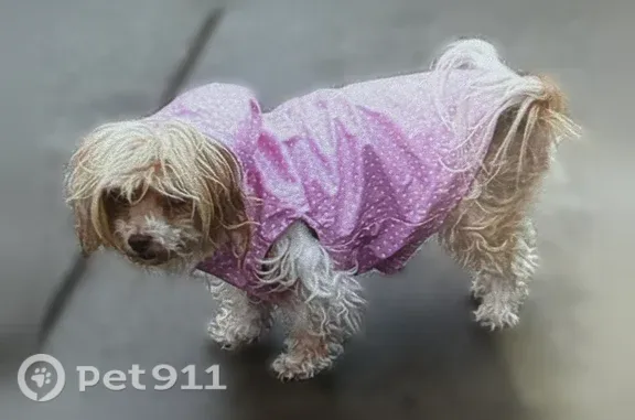 Lost dog, North Whitewater Club Drive, 2546, Palm Springs - small blond, 15 years old - photo