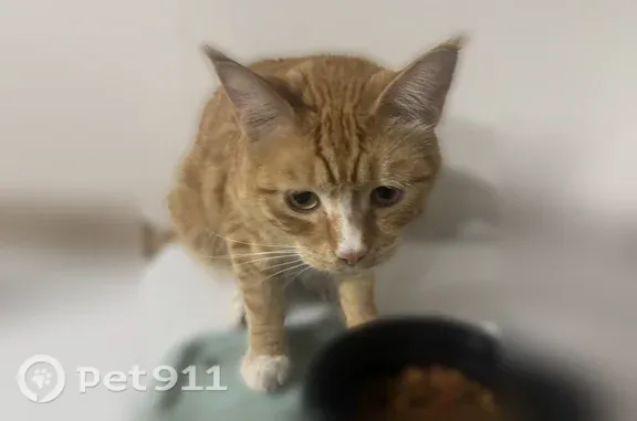 Missing cat Male, Grants Pass (usl544752) - photo