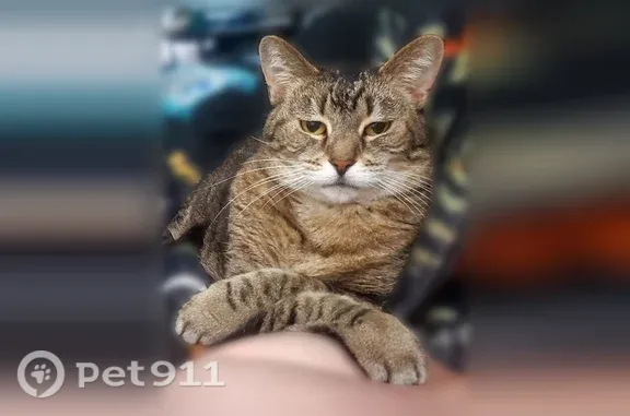Lost cat, Southeastway Park, Indianapolis - small round brown and black tabby - photo