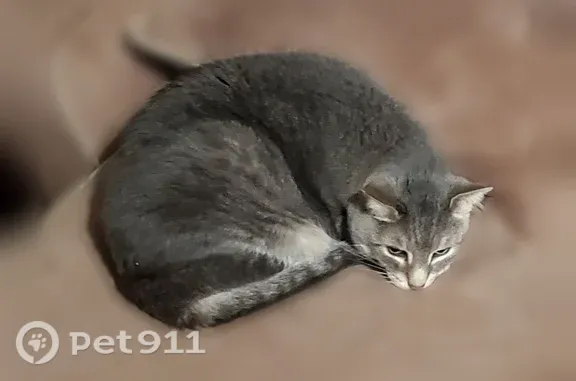 Lost cat, Southeastway Park, Indianapolis — shy neutered grey/silver tabby - photo