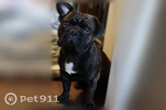 Lost dog, South 48th Street, 3309, Lincoln - male, black/brown brindle with a white chest - photo