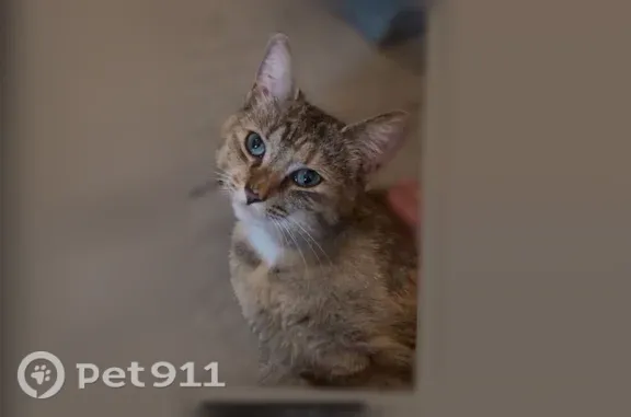 Lost cat, Courtland Drive, 2144, Burlington - female - photo
