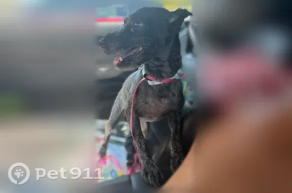 Lost dog, East 93rd Street South, 9108, Tulsa - black mini schnauzer - photo