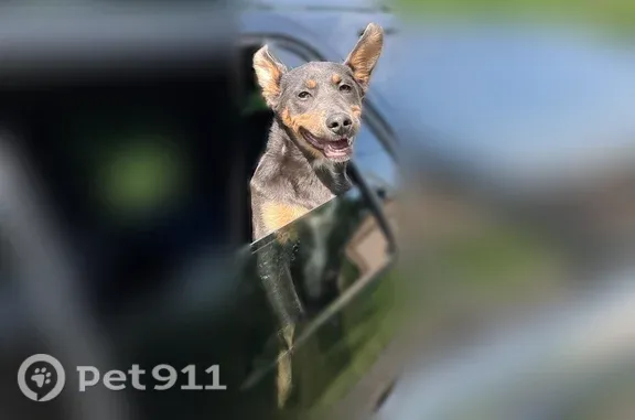 Lost dog, Public Square, 23, Mount Vernon - female, blue diamond doberman Shepard - photo