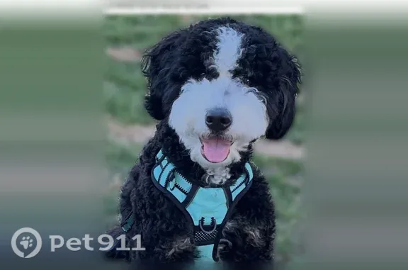 Lost dog, Waverly, Wilkes-Barre - male - photo