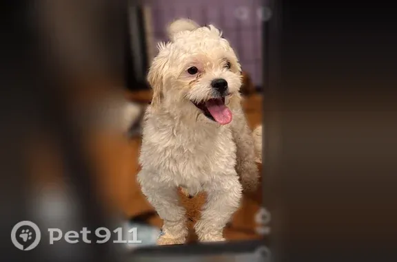 Lost dog, Newton, Iowa - very shy, white peek-a-poo - photo