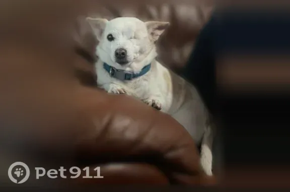 Lost dog, Clydedale Drive, 3146, Dallas — senior male, microchipped - photo