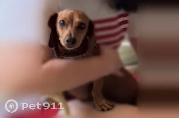 Lost dog, North 10th Street, 5115, McAllen — female dachshund with a pink collar - photo