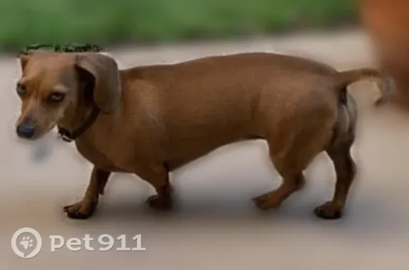 Lost dog, Yz Avenue, 1201, McAllen — female dachshund with a collar - photo