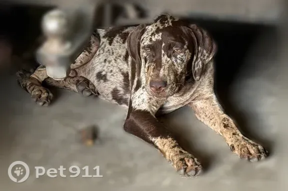 Lost dog, West Park Avenue, 902, Edgewater - male, grayish-brown - photo