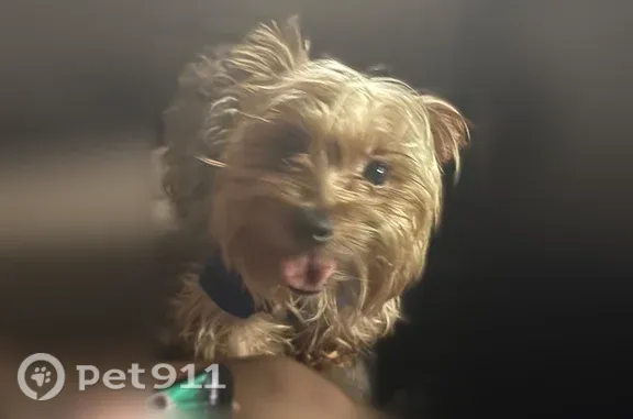 Lost dog, Bayview - stolen by a couple in a white van - photo